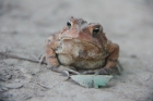 toad, Roosevelt Island, DC